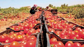 أسعار قفص الطماطم تقفز إلى 650 جنيها بسوق العبور -جريدة المال