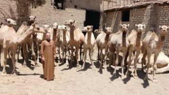 أضاحي العيد.. الجمال بأسعار مخفضة 30% بجمعية الإصلاح الزراعي فى الجوسق بالشرقية