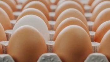 أعرف أسعار البيض الأبيض والبيض الأحمر والبقوليات اليوم بسوهاج