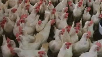 اتحاد الدواجن يشيد بقرار تخفيض أسعار الشحن الجوى 20% لدعم صادرات القطاع