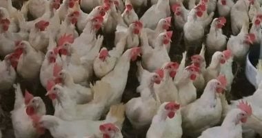 اتحاد الدواجن يشيد بقرار تخفيض أسعار الشحن الجوى 20% لدعم صادرات القطاع