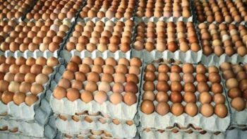 ارتفاع طفيف في أسعار البيض الأحمر واستقرار الأبيض والبلدي اليوم الخميس