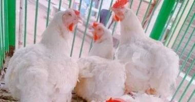 استقرار أسعار الدواجن فى الإسماعيلية اليوم الخميس