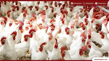 استقرار أسعار الدواجن في الأقصر اليوم الخميس 30 أبريل 2026 مع ثبات ملحوظ في السوق