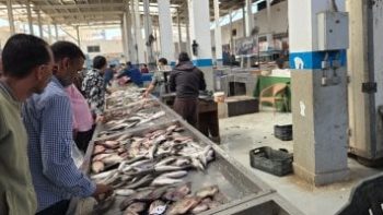 البلطى بكام؟.. أسعار الأسماك بكفر الشيخ الخميس 30 أبريل 2026