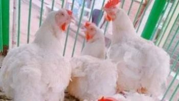 الدواجن تسجل استقرارا فى الأسعار بالأقصر.. اليوم الخميس 30 أبريل 2026