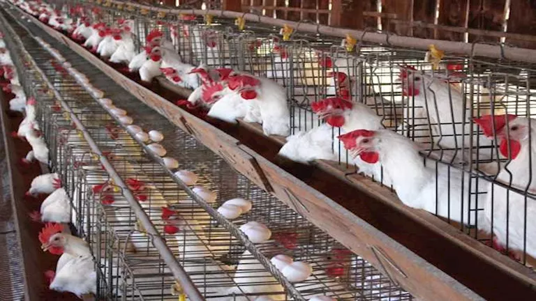 انخفاض أسعار الفراخ والبيض اليوم الثلاثاء 28-4-2026 بالأسواق