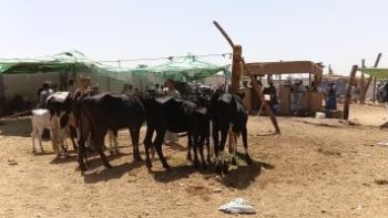 انخفاض أسعار ماشية التسمين بأسوان وإقبال على شراء الأضاحي.. صور