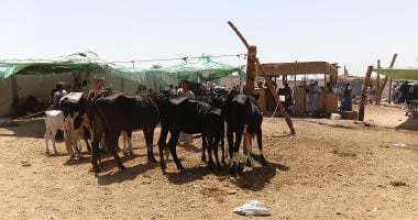 انخفاض أسعار ماشية التسمين بأسوان وإقبال على شراء الأضاحي.. صور