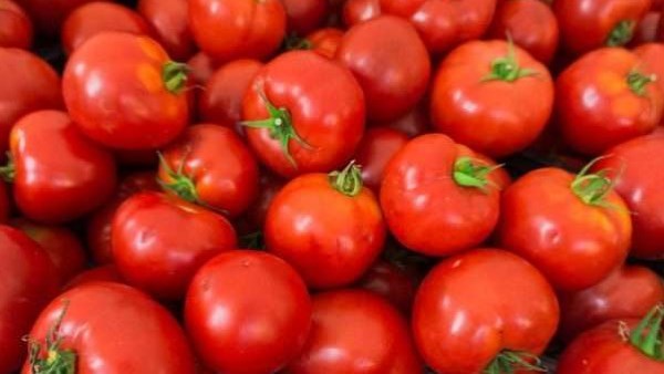 بعد ما وصل 50 جنيه.. انخفاض سعر كيلو الطماطم 20 جنيه بعد زيادة المعروض