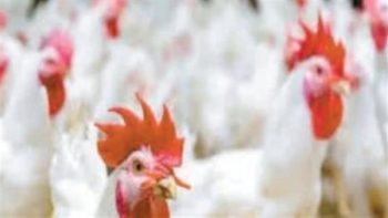 بورصة الدواجن والبيض اليوم: تفاصيل أسعار الفراخ البيضاء والبلدي في مصر بنهاية الشهر