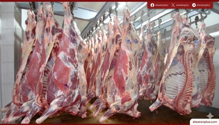 تباين أسعار اللحوم في كفر الشيخ اليوم الخميس 30 أبريل 2026 بين البلدية والمستوردة