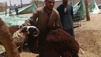 تبدأ من 4000 جنيه.. أسعار الأضاحى داخل سوق الخميس بأسوان «صور»