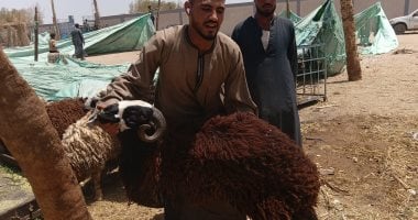 تبدأ من 4000 جنيه.. أسعار الأضاحى داخل سوق الخميس بأسوان «صور»