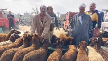 تبدأ من 5000 جنيه.. أسعار الأضاحى داخل سوق المواشى بدمياط