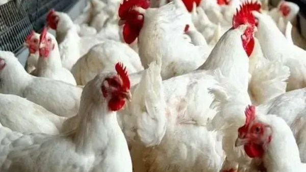 تجاوزت 100 جنيه.. صعود جديد في أسعار الدواجن البيضاء بالأسواق