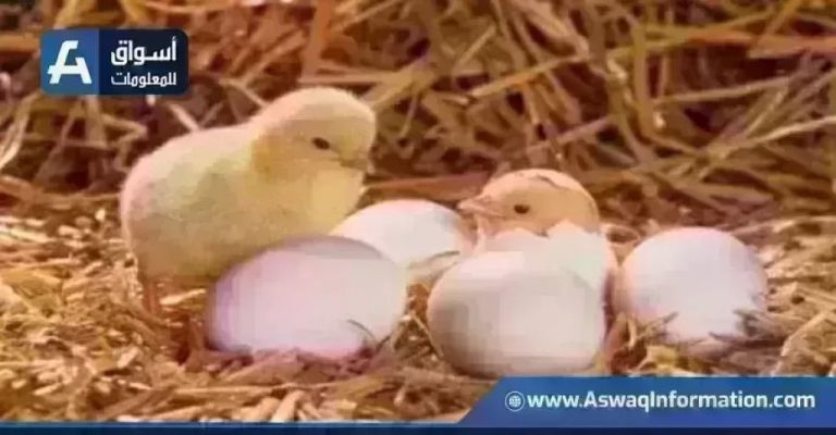 تراجع سعر الكتكوت الأبيض.. أسعار الكتاكيت اليوم الأربعاء بالمزرعة | أسعار السلع