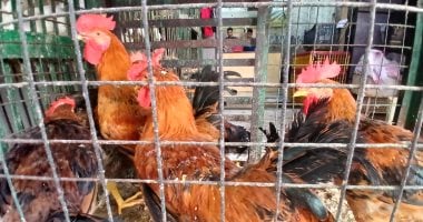 سعر الدواجن اليوم الأربعاء 29 أبريل 2026 فى الإسكندرية