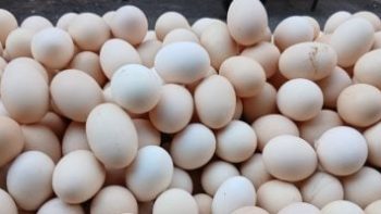 سعر طبق البيض بالقليوبية اليوم الأربعاء 29 – 4 – 2026.. الأبيض بـ100 جنيه