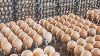 سعر كرتونة البيض اليوم 30/4/2026 للمستهلك في السوق المحلية -جريدة المال