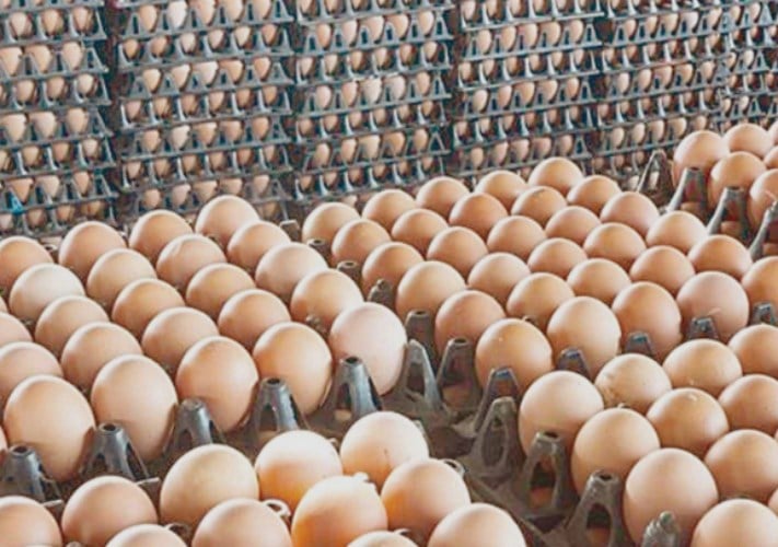 سعر كرتونة البيض اليوم 30/4/2026 للمستهلك في السوق المحلية -جريدة المال