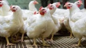 سعر كيلو الفراخ بالقليوبية الأربعاء 29 – 4 – 2026.. البيضاء بـ92 جنيها للكيلو