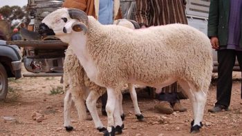 سعر كيلو القائم اليوم الأحد 19-4-2026 قبل عيد الأضحى المبارك