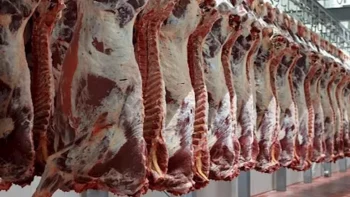 شعبة القصابين: انخفاض أسعار اللحوم 10 جنيهات بعد موجة ارتفاع