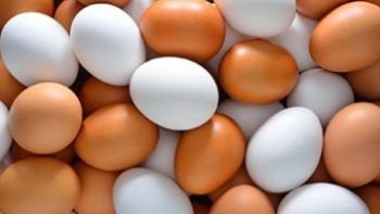 كرتونة البيض ب 110 جنيها.. أسعار البيض بكفر الشيخ الجمعة 17 إبريل 2026