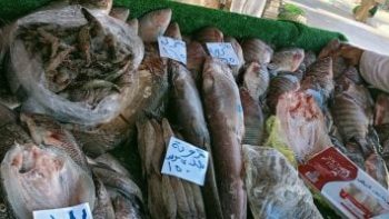 كيلو البلطى بـ 75 جنيه.. أسعار الأسماك بالوادى الجديد اليوم الثلاثاء
