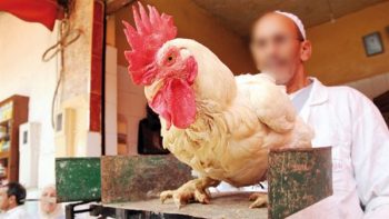 لماذا ارتفعت أسعار الدواجن 20 جنيه؟.. ثروت الزيني يكشف مفاجأة|فيديو