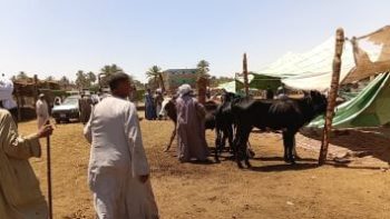 لو هتضحى السنة دى.. اعرف أسعار الأضاحى فى أسوان «فيديو»
