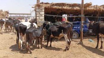 من سوق بوير قبل الزحام وارتفاع الأسعار.. أفضل توقيت لشراء الأضاحى بأسوان