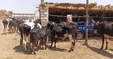 من سوق بوير قبل الزحام وارتفاع الأسعار.. أفضل توقيت لشراء الأضاحى بأسوان