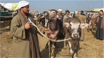 هل انخفضت أسعار الأضاحي عن العام الماضي؟.. نقيب الفلاحين يوضح