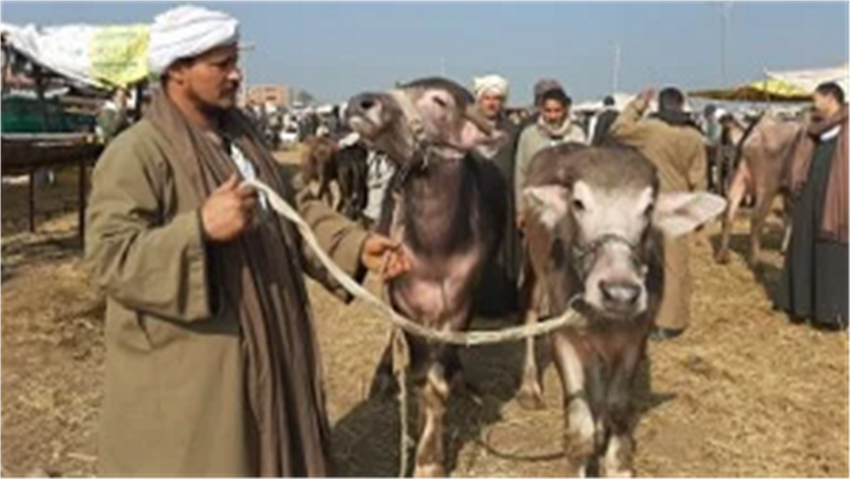 هل انخفضت أسعار الأضاحي عن العام الماضي؟.. نقيب الفلاحين يوضح