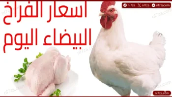 الكيلو وصل كام؟.. أسعار الفراخ اليوم في مصر استقرار حذر داخل بورصة الدواجن بعد ارتفاع سابق للمزرعة
