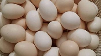 أسعار البيض اليوم الثلاثاء 26-5-2026 فى مصر -جريدة المال