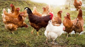 أسعار الفراخ البيضاء اليوم
