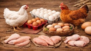أسعار الفراخ البيضاء اليوم