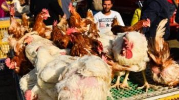 تعرف على أسعار الدواجن واللحوم والأسماك اليوم بأسواق سوهاج