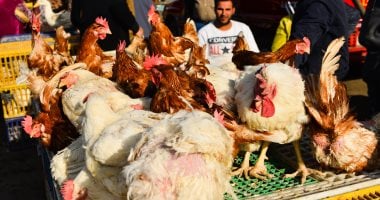 تعرف على أسعار الدواجن واللحوم والأسماك اليوم بأسواق سوهاج