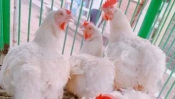 أسعار الفراخ البيضاء اليوم الإثنين 11-5- 2026 فى المنوفية