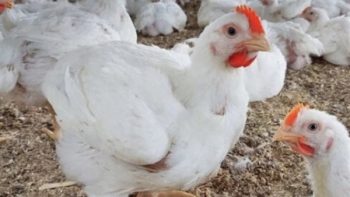 استقرار بورصة الدواجن اليوم وأسعار الفراخ البيضاء بالمزارع والأسواق المصرية السبت