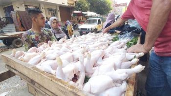 حملات رقابية مكثفة على محلات بيع الدواجن للتأكد من سلامتها