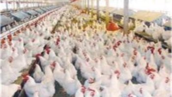 أسعار الدواجن اليوم الأحد 24 مايو 2026 في البورصة والأسواق