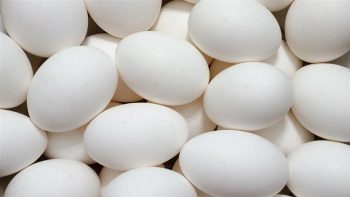 سعر كرتونة البيض اليوم الثلاثاء في بورصة الدواجن