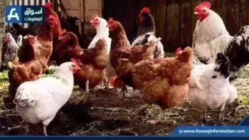 ارتفاع سعر الفراخ البيضاء.. أسعار الدواجن اليوم الثلاثاء بالمزرعة | أسعار السلع