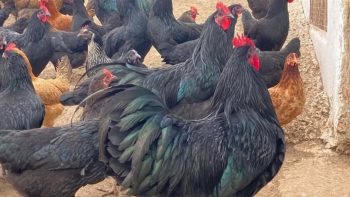 أسعار الفراخ اليوم الثلاثاء 26 مايو 2026.. البانيه بقى بكام؟