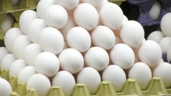 سعر كرتونة البيض في البورصة اليوم الجمعة